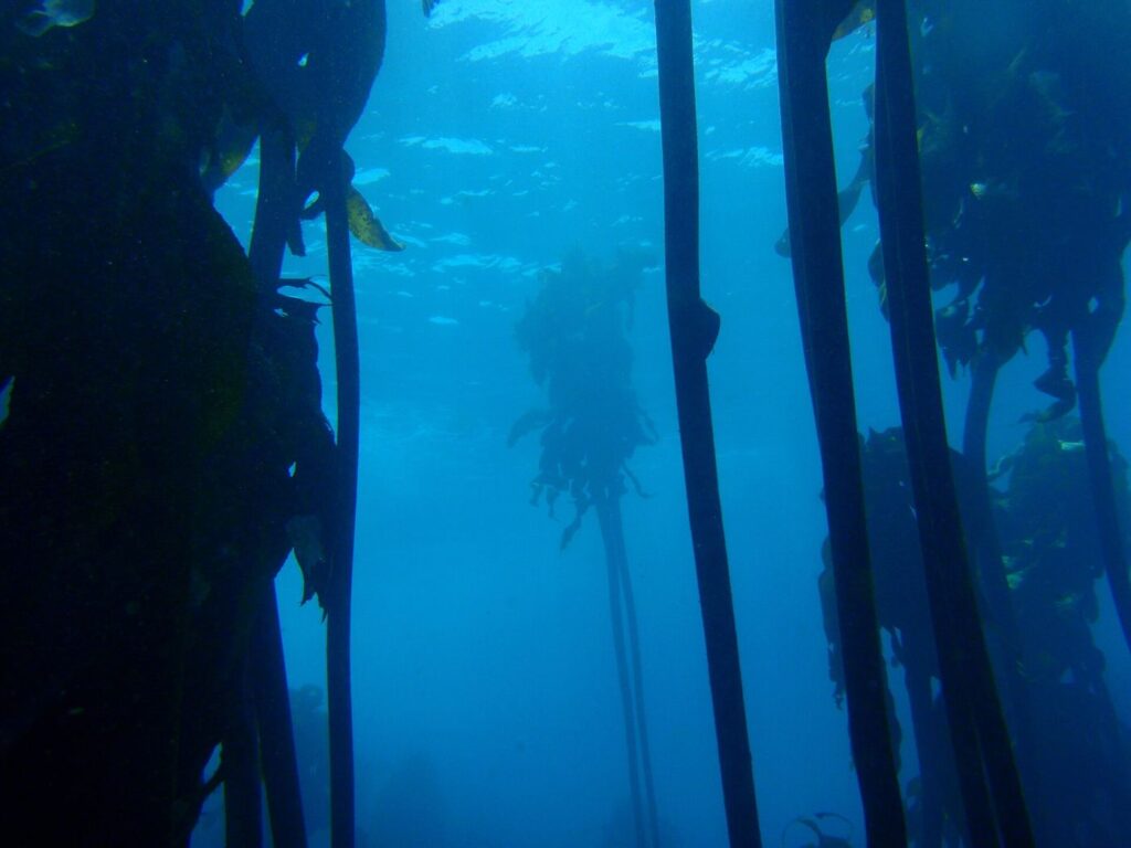 Sea Otters Return and Kelp Forests Follow Along Rocky Coasts diver observing tall kelp fronds rising through clear ocean water