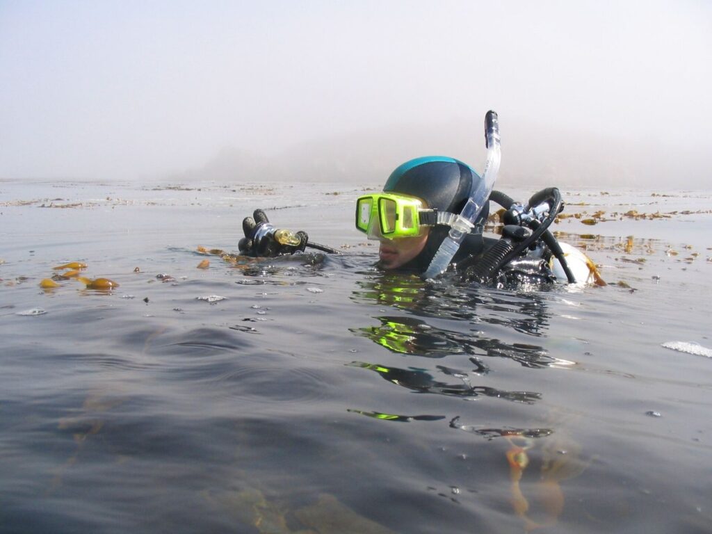 Kelp Forests Recover Where Sea Urchins Are Controlled